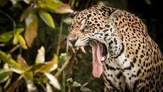 Jaguars of the Pantanal, Brazil HD