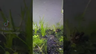 Siamese Algae Eater finds pile of his favorite food!