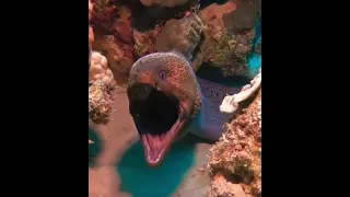 Scary Moray eels. #yawning