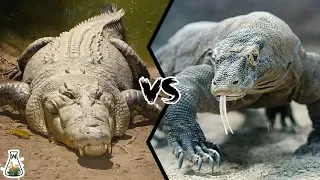CROCODILE VS KOMODO DRAGON - Which is the strongest?