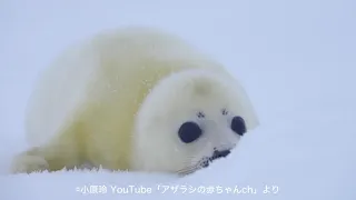 アザラシの赤ちゃん