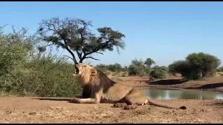 Male lion calling in the Kruger National Park