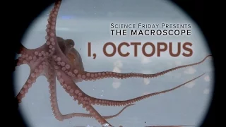 I, Octopus