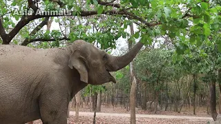 Elephants Can Dance, Elephant: King Of The Kalahari |Asia Animals|