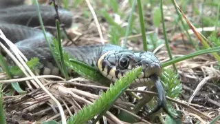 Уж обыкновенный - Grass Snake (Энциклопедия животных)