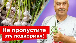 ГОЛОВКИ ЧЕСНОКА УВЕЛИЧАТСЯ ВДВОЕ, если сделать сейчас эти нехитрые работы!