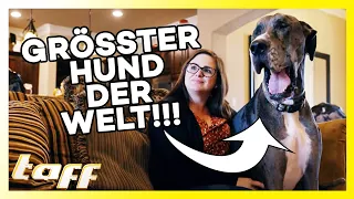 Zeus - Der größte Hund der Welt | taff | ProSieben