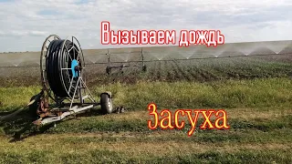 Чеснок требует влагу. Полив поля с чесноком🚿.