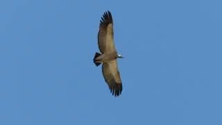 Vulture flying in to land and feed on carcass