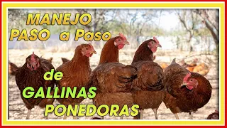 MANEJO de GALLINAS PONEDORAS PASO a paso ǀ Ing. Jannin Hernández Blandón