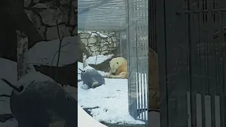 🐻УРА, ДИКСОН ЗАШЕВЕЛИЛ ЛАПКАМИ Dixon wiggles his paws