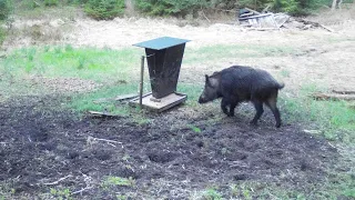 Kaip akimirksniu atskirti šerno patiną nuo patelės?