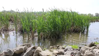 Wetlands Restoration at Grand Lake St Marys, Ohio