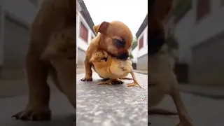 one dog is helping to the other animals and halp to everyone like this dog ☺