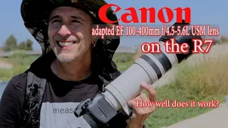 How well does the ORIGINAL Canon EF 100-400mm f/4.5-5.6L USM lens adapted to the Canon R7 work?