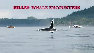 Killer Whale Encounters