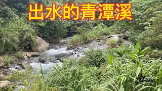 Creek fishing in Taiwan 大石賓都被沖到青潭溪下游來了