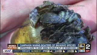 Campaign warns boaters of invasive zebra mussels