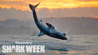 Stunning Shark Breach Filmed in South Africa! | Shark Week