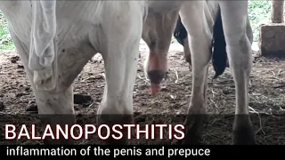 Inflammation of Bulls Penis (Balanoposthitis) treatment