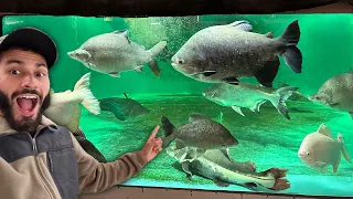 I Found The RAREST FISH Collection!?