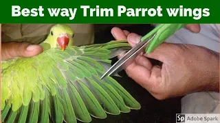 How to cut Ringneck Parrot 🦜 wings  | How to trim baby Ringneck wings | Parrots 🦜 wings Clippings