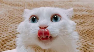 1 HOUR FUNNY CATS COMPILATION 2022😂| Funny and Cute Cat Videos to Make You Smile!😸