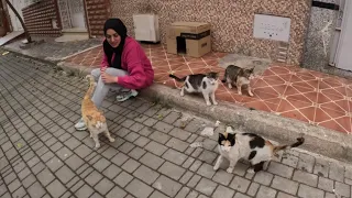 All stray cats want love from their lady at the same time.