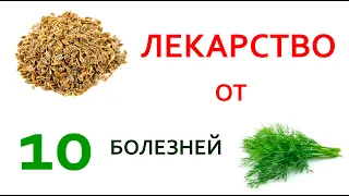 Пил укропную воду 3 раза в день избавился от 10 болезней. Рецепт