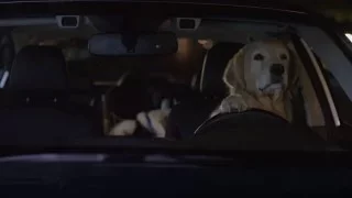 funny Subaru Superbowl commercial -  Dog tested