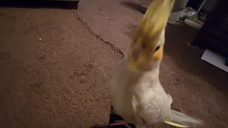 Cockatiel Mellow plays with the camera on her favorite hangout - my foot.