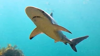 Dusky Whaler Sharks (Carcharhinus obscurus) at Shelly Beach, Manly