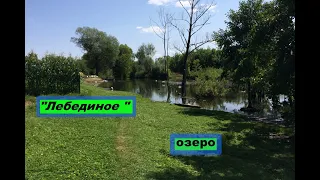 пос. Чаадаевка- озеро, где могли бы плавать лебеди