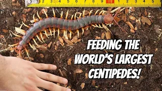 GIANT CENTIPEDE PET FEEDING! (Scolopendra gigantea)