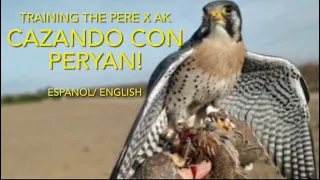 FALCONRY: Cetreria con Peryan / Flying the Peregrine x American kestrel in Spain
