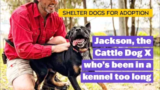 Day Out Of Shelter for Dog Been in Kennel Too Long | Adopt Jackson | Cattle Dog X Staffy