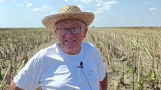 POCETAK ZETVE SUNCOKRETA KOD CAJKE U BECEJU ROD SLABIJI OD OCEKIVANOG