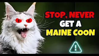 10 Reasons You Should Never Adopt a Maine Coon Cat ! @felineway