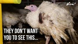 Here's What Really Goes on in UK Turkey Farms