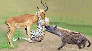 OMG! Hyenas Really Want To Save Impala From Leopard Hunting – King Hyena Steal Prey of Leopard