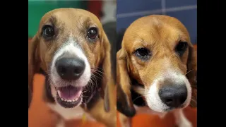 Beagle Freedom Project rescues two 3 year old laboratory survivors.