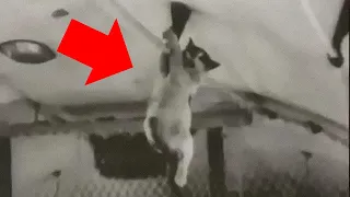 Throwing Cats in Space