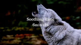 WOLF【LIFE】To heal you.Soothing Time 6min12s.Emotional music and Beautiful images.#animals#WILD