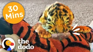 30 Minutes Of Our Littlest, Fiercest Friends | The Dodo