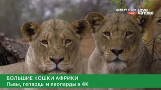 Большие кошки Африки. Львы, гепарды и леопарды. 4К