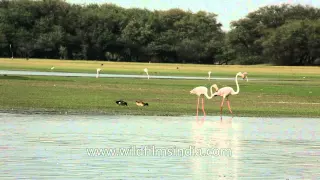 Greater Flamingo runs on lake water for landing