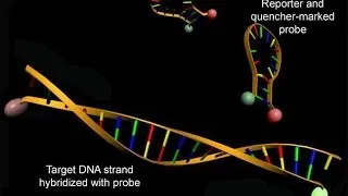 Real time PCR