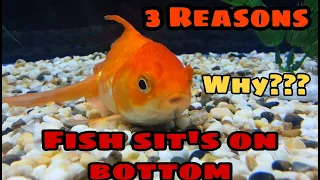 Why your Fish sit's at Bottom of your Tank | 3 Reasons