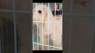 2024 Chó Phốc Sóc Mini 😍 Funny and Cute Pomeranian 😺🐶 | cute animals17
