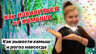 Как избавиться от камыша НАВСЕГДА / Лучший способ